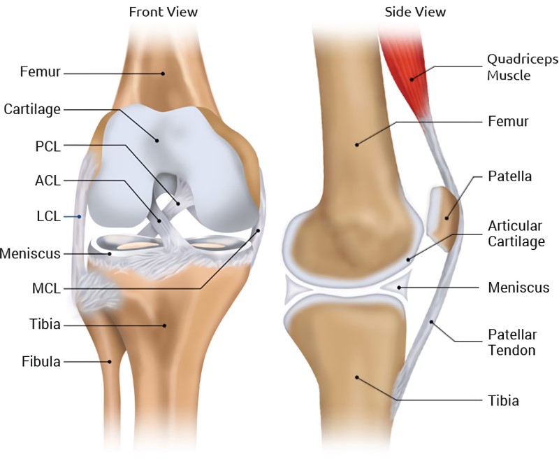 Knee Pain and Surgery